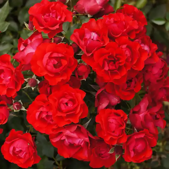 - - Trandafiri - Black Forest Rose® - 